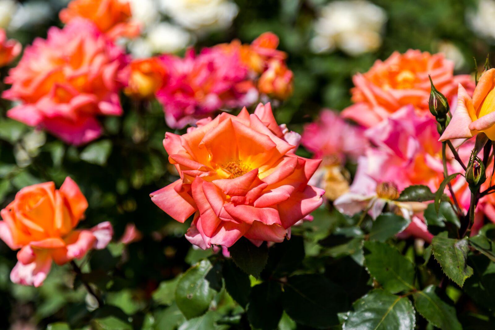 Canon EOS 6D + Canon EF 24-105mm F4L IS USM sample photo. Bloom, blossom, flora photography