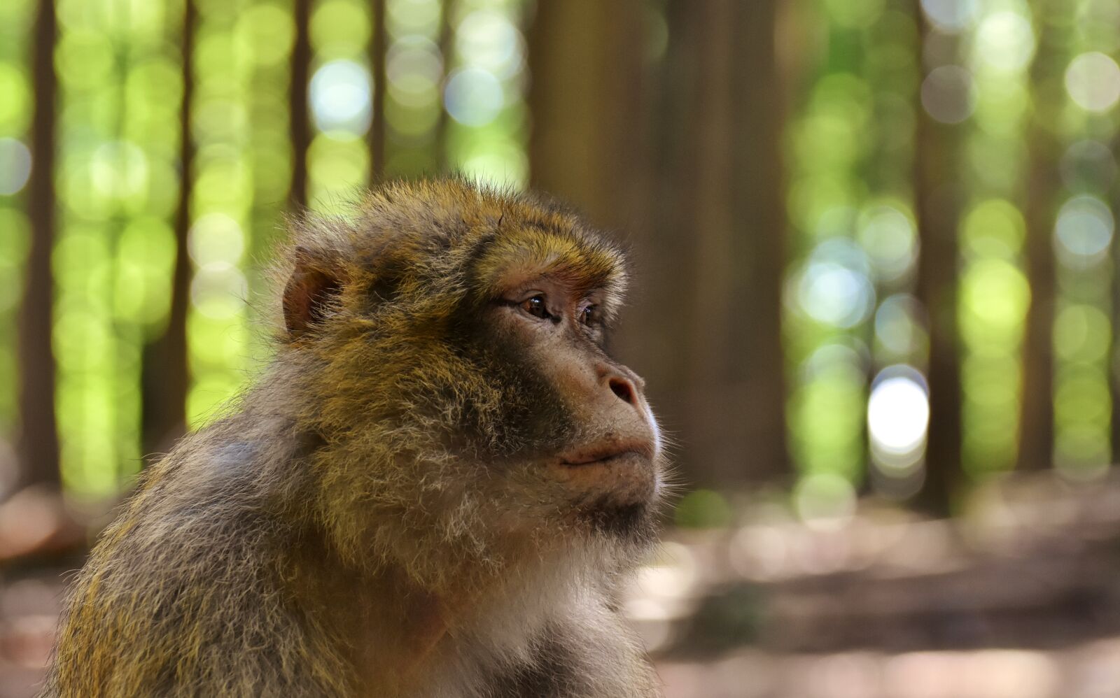 Nikon D7200 sample photo. Barbary ape, endangered species photography