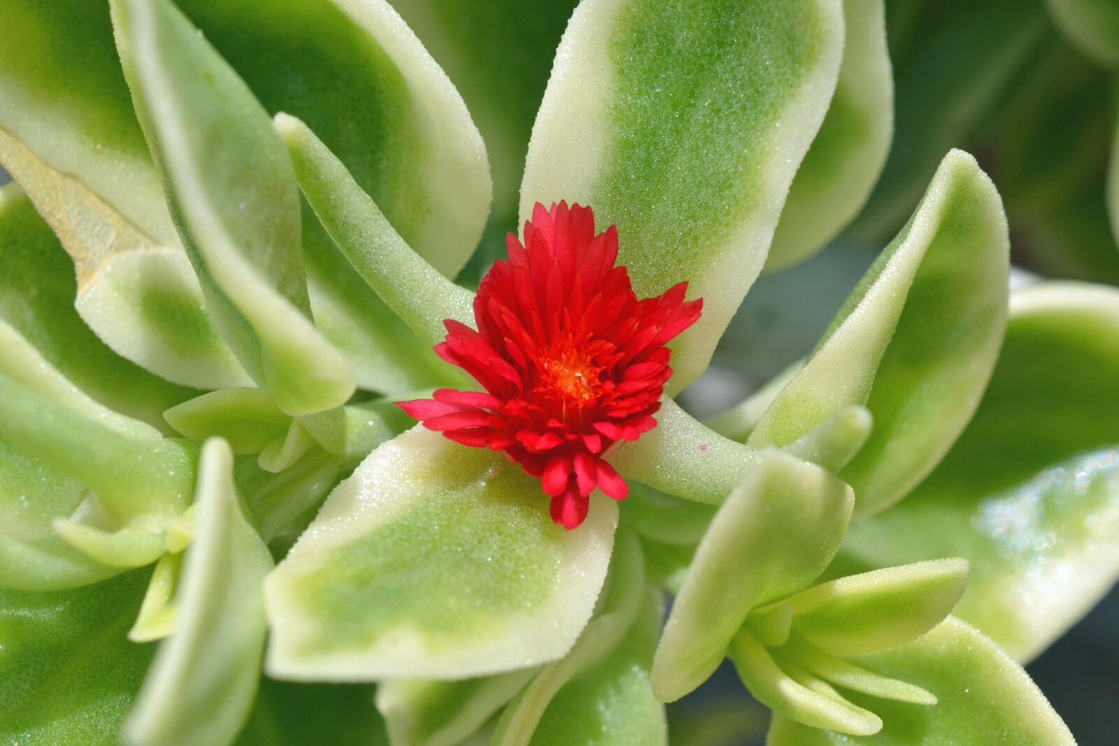 Nikon D3100 sample photo. Small flower, red, green photography