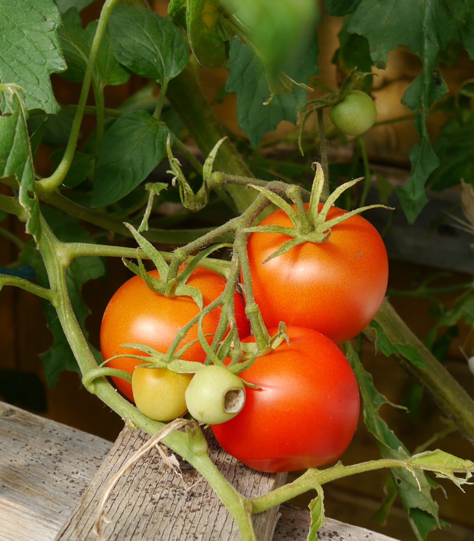 Panasonic Lumix DMC-G6 sample photo. Tomatoes, garden, vegetables photography