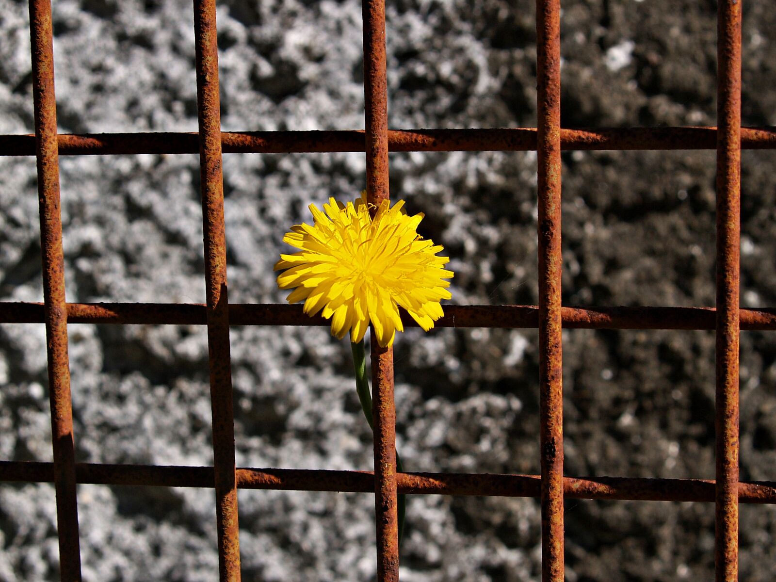 Olympus E-300 (EVOLT E-300) sample photo. Daisy, yellow, rusty metal photography