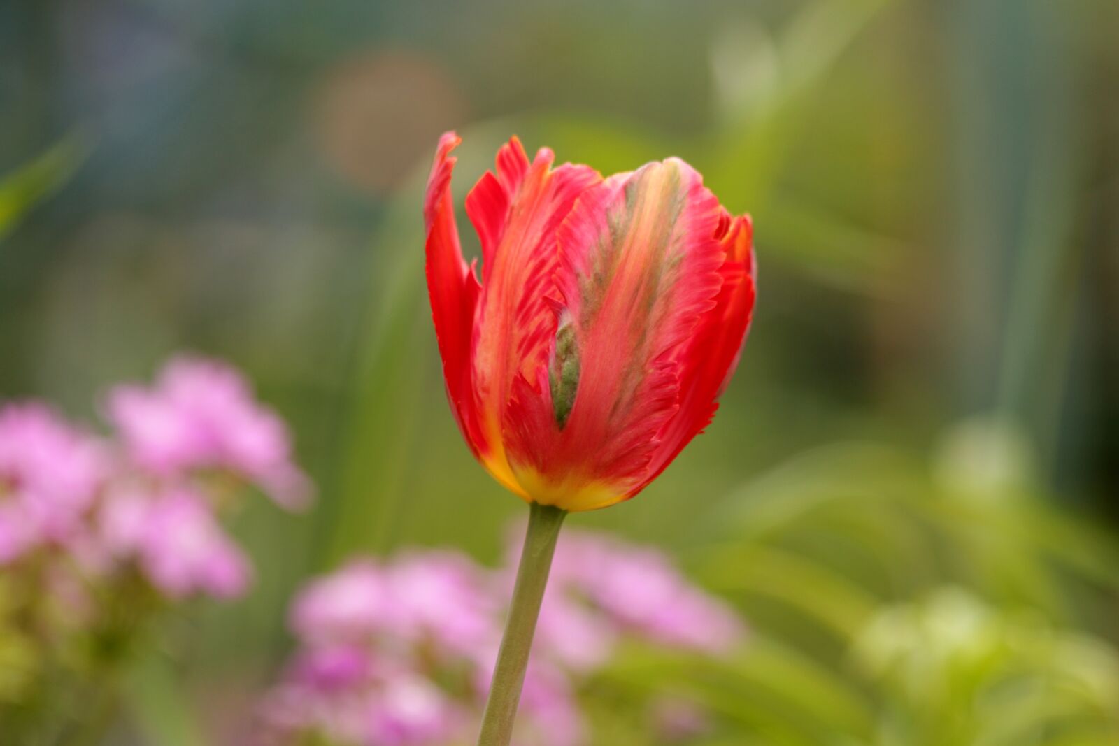 Canon EOS 650D (EOS Rebel T4i / EOS Kiss X6i) sample photo. Tulip, red, flower photography