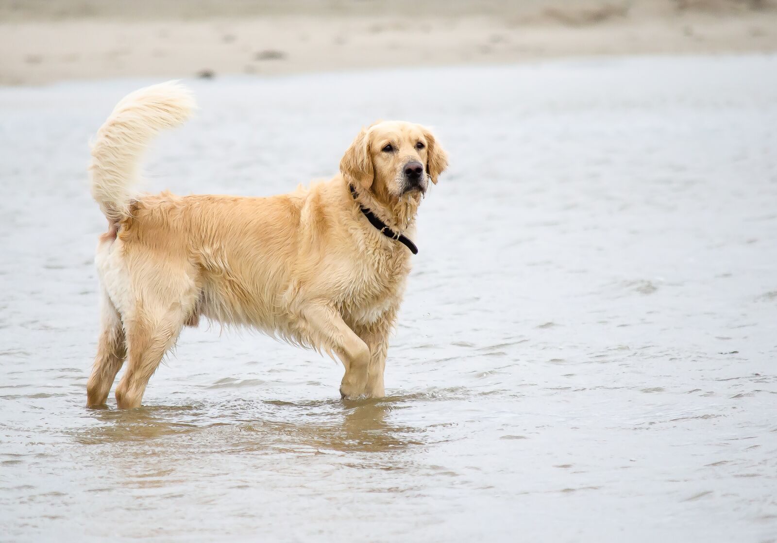 Nikon D5100 sample photo. Dog, golden retriever, beach photography