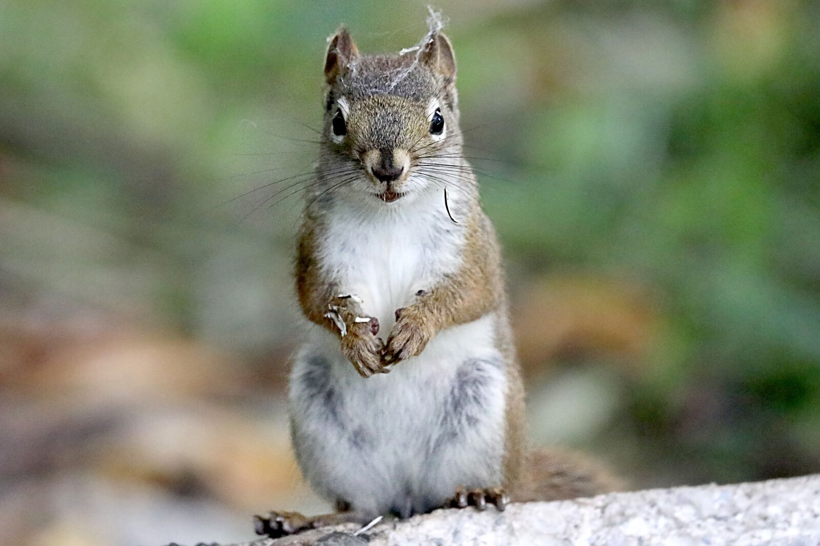 Canon EOS 5D Mark IV sample photo. Squirrel, cute, nature photography
