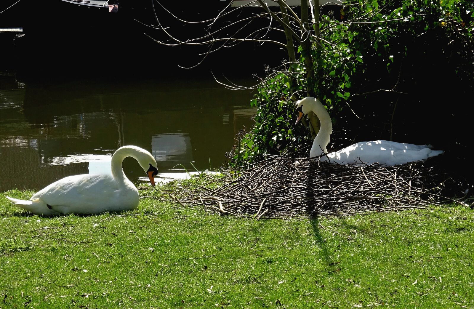 Sony Cyber-shot DSC-WX350 sample photo. Swans, bird, nature photography