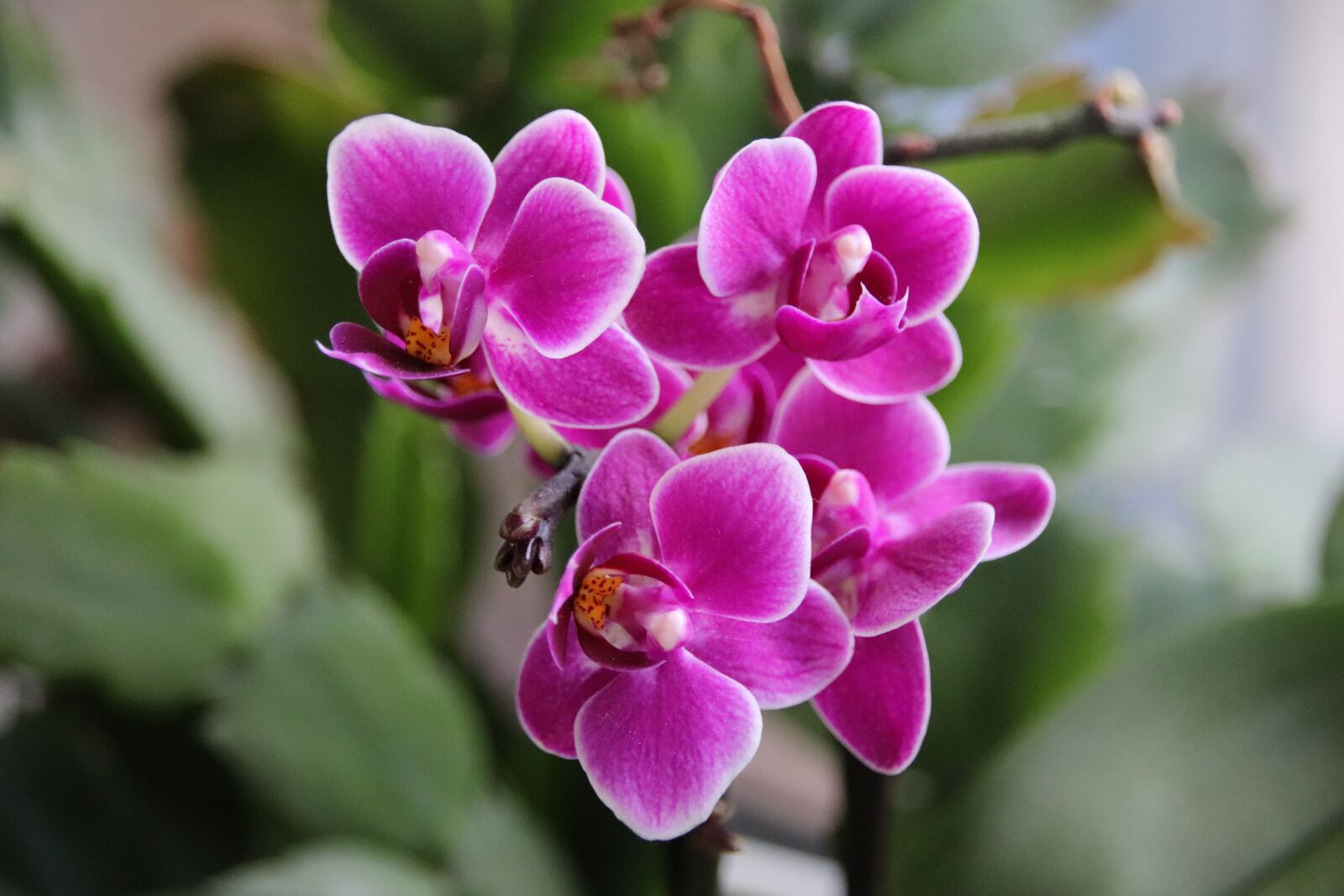 Canon EOS 200D (EOS Rebel SL2 / EOS Kiss X9) sample photo. Orchids, flower, nature photography