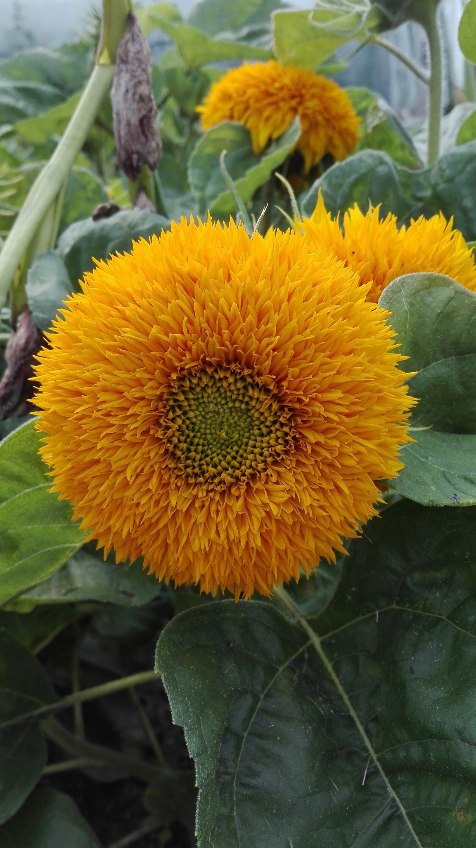 HUAWEI Cherry Mini sample photo. Sunflower, flowers, nature photography