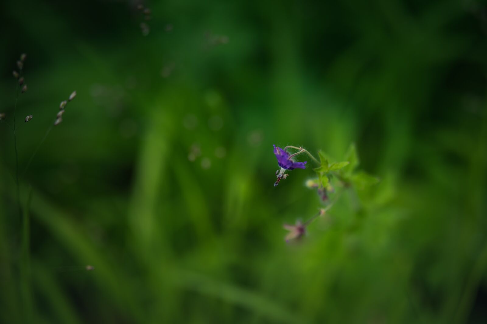 Nikon Z6 sample photo. Flower, garden, nature photography