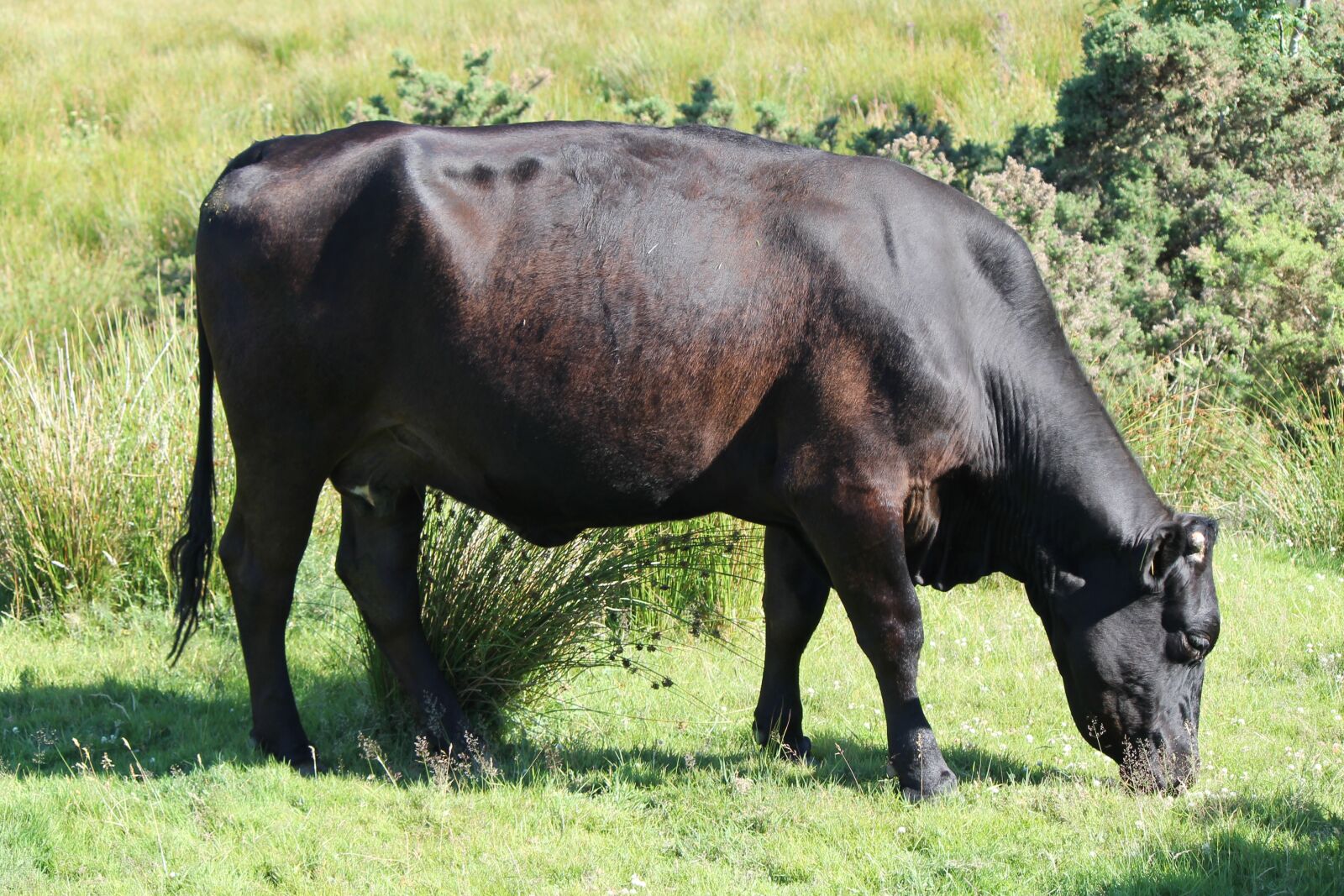 Canon EOS 1100D (EOS Rebel T3 / EOS Kiss X50) sample photo. Cow, bovine, animal photography