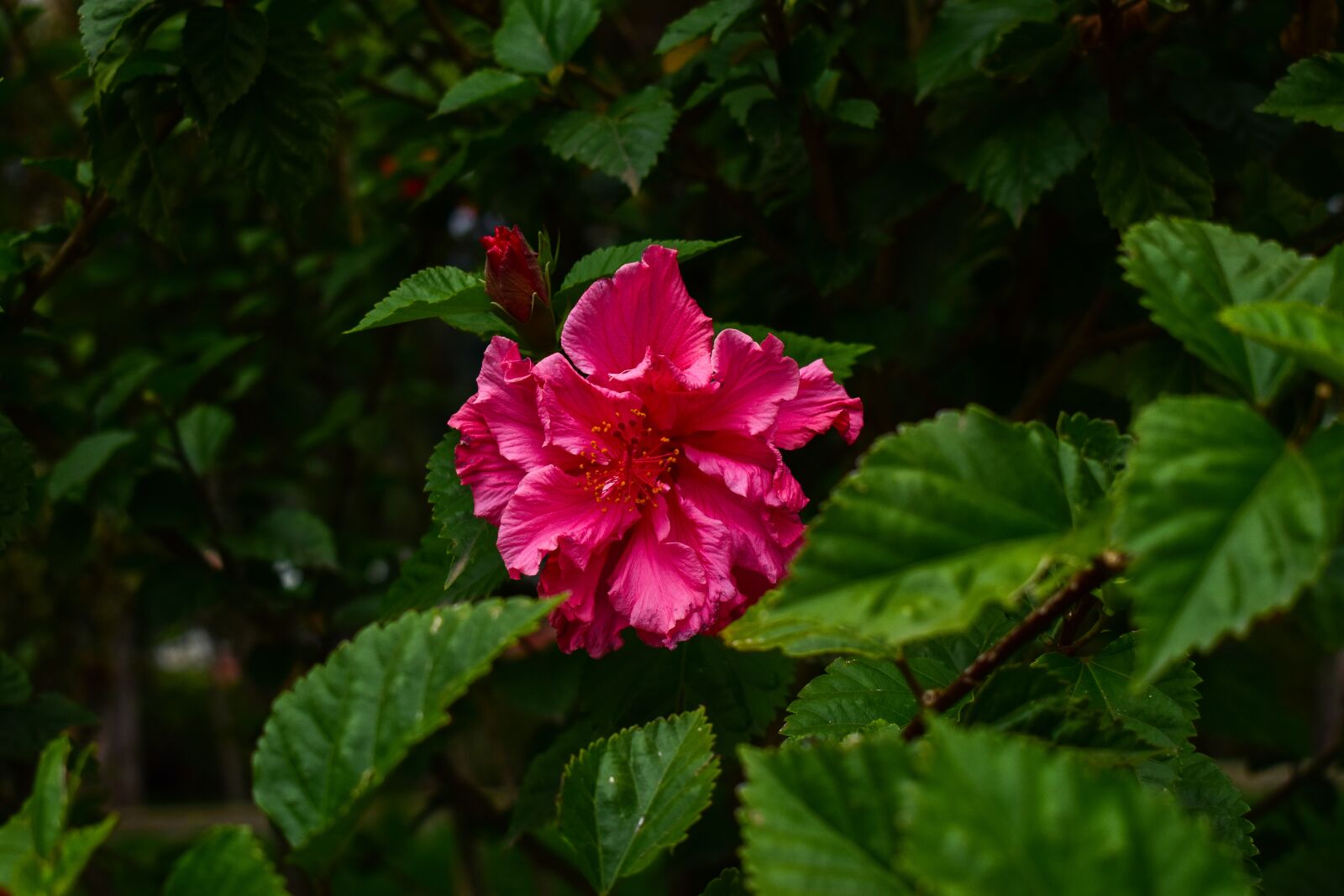 Nikon D3400 sample photo. Nature, leaf, plant photography