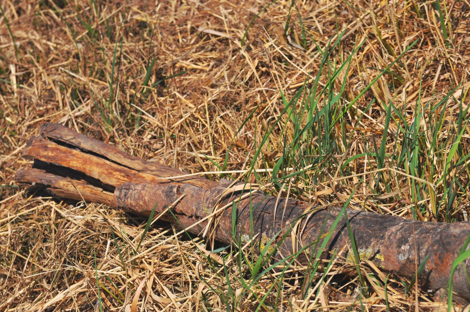 Nikon D5000 sample photo. Ground, wood, close photography