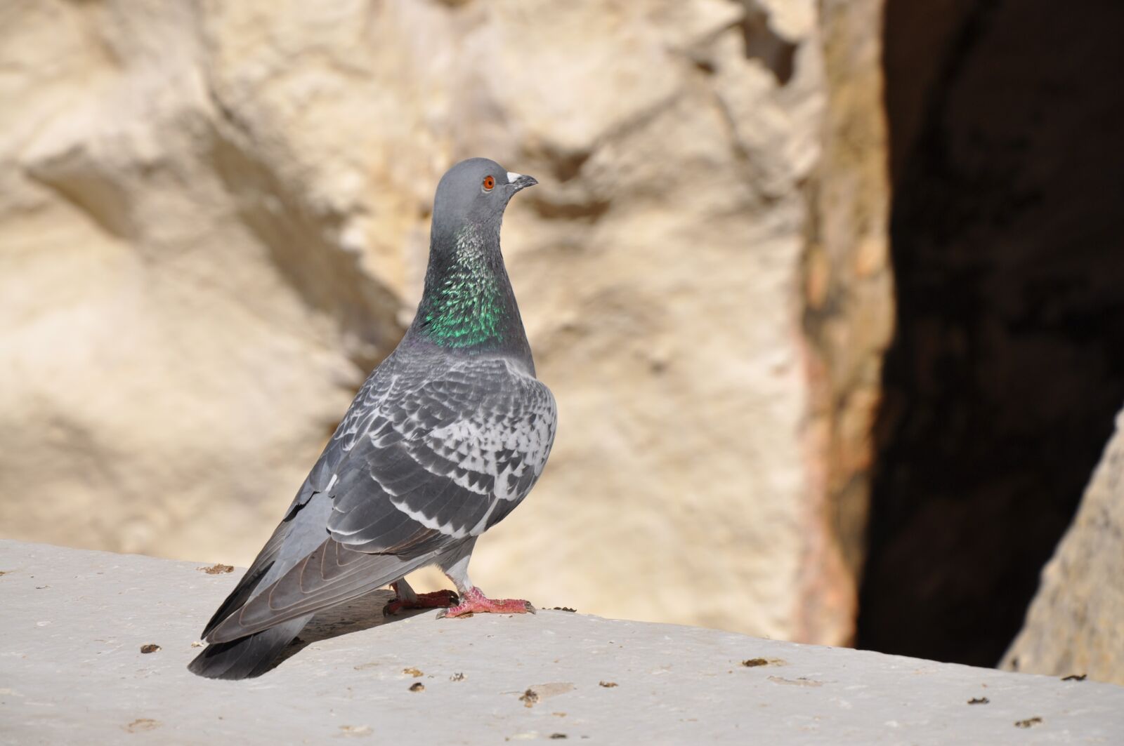 Nikon D90 sample photo. Dove, bird, feather photography