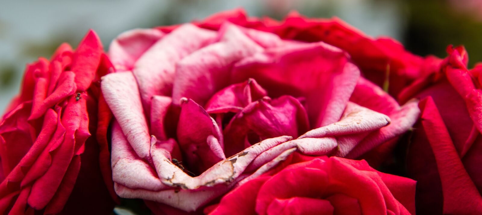 Canon EOS 70D sample photo. Rose, flower, flora photography