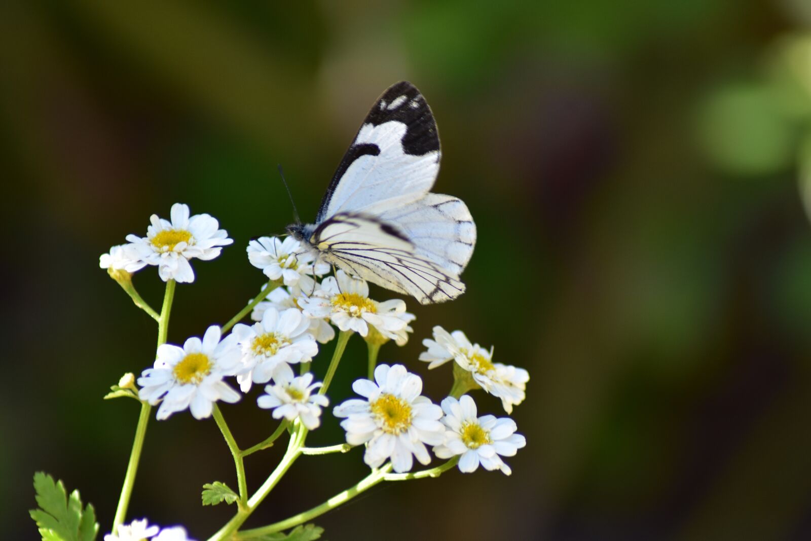 Nikon D3400 sample photo. White, butterfly, insect photography