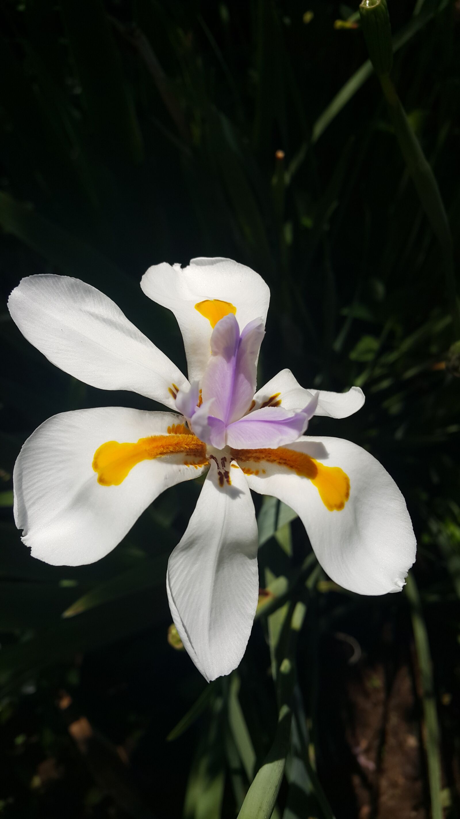 Samsung Galaxy Note4 sample photo. Flower, nature, garden photography