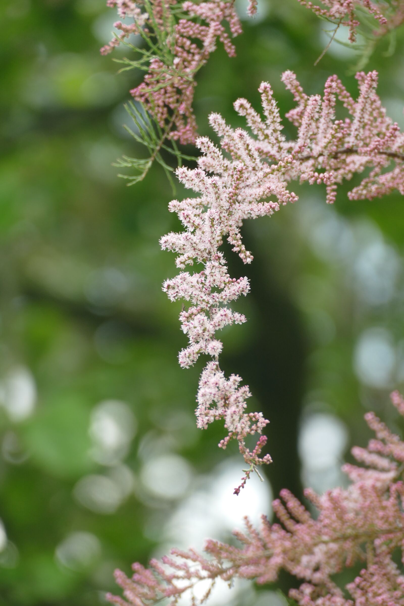 Panasonic Lumix DMC-FZ1000 sample photo. Tamaris, tree, spring photography