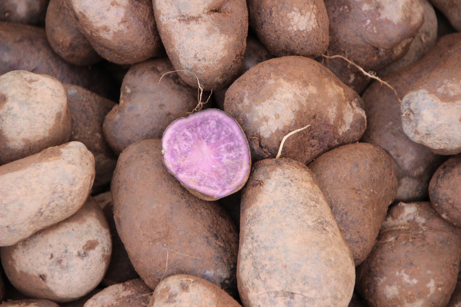 Canon EOS 600D (Rebel EOS T3i / EOS Kiss X5) sample photo. Purple potatoes, old potato photography