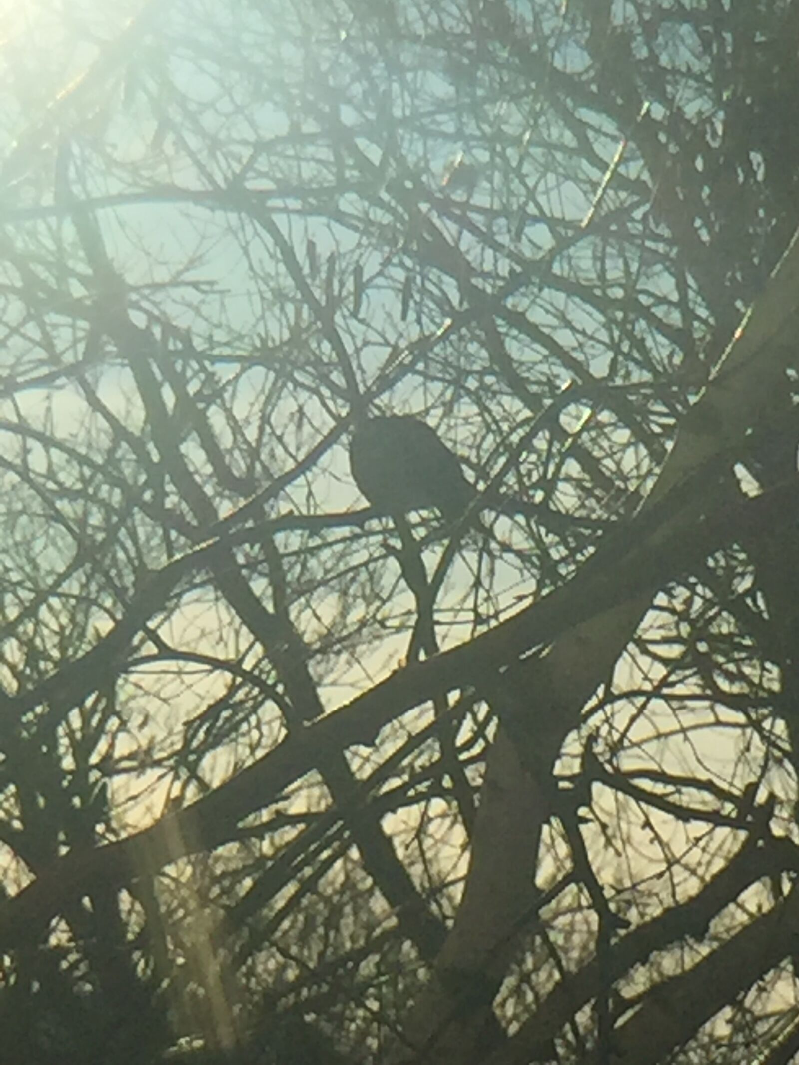 iPhone 6 Plus back camera 4.15mm f/2.2 sample photo. Winter, sky, bird photography