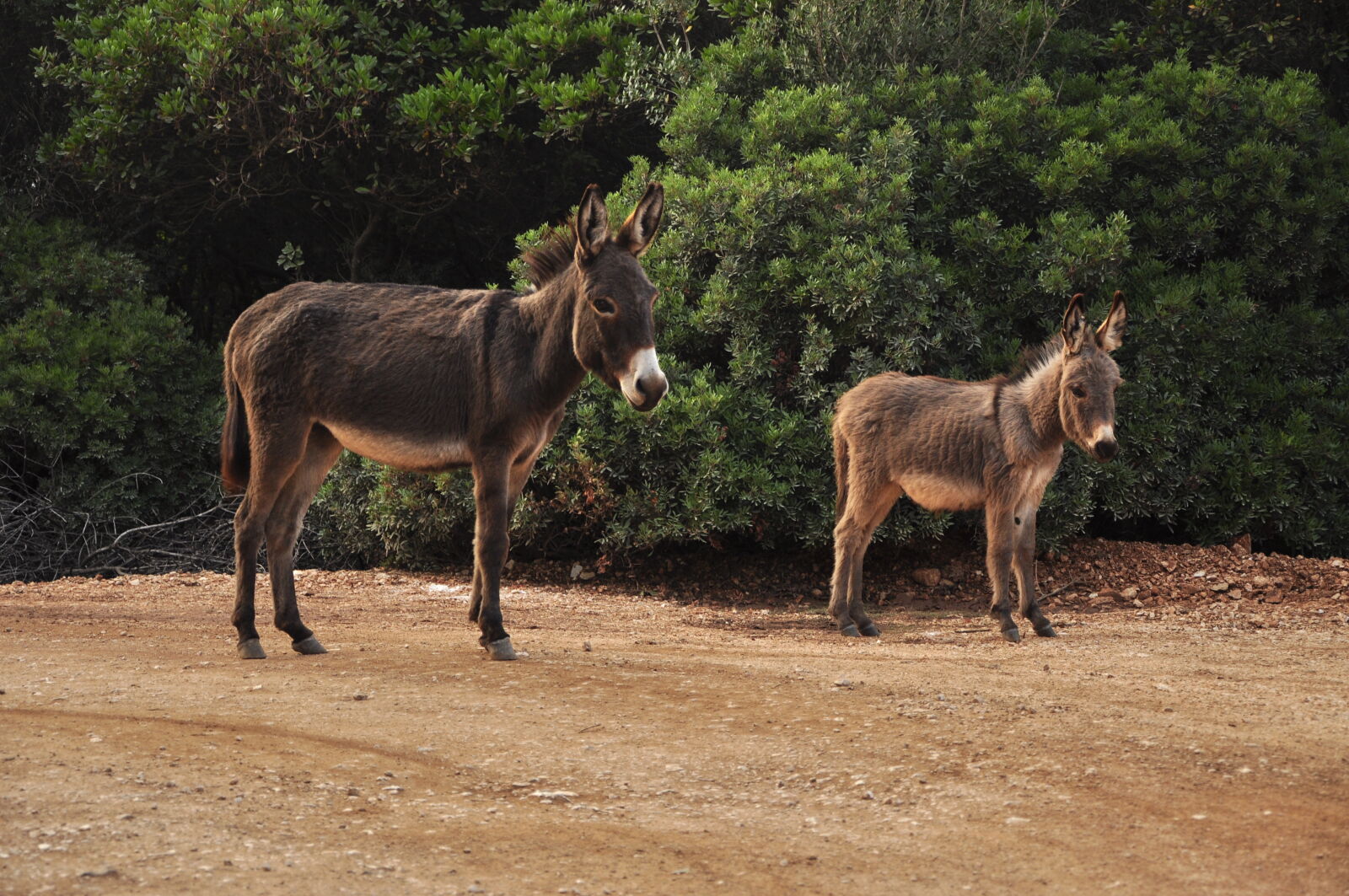 Nikon D90 sample photo. Animal, donkey photography