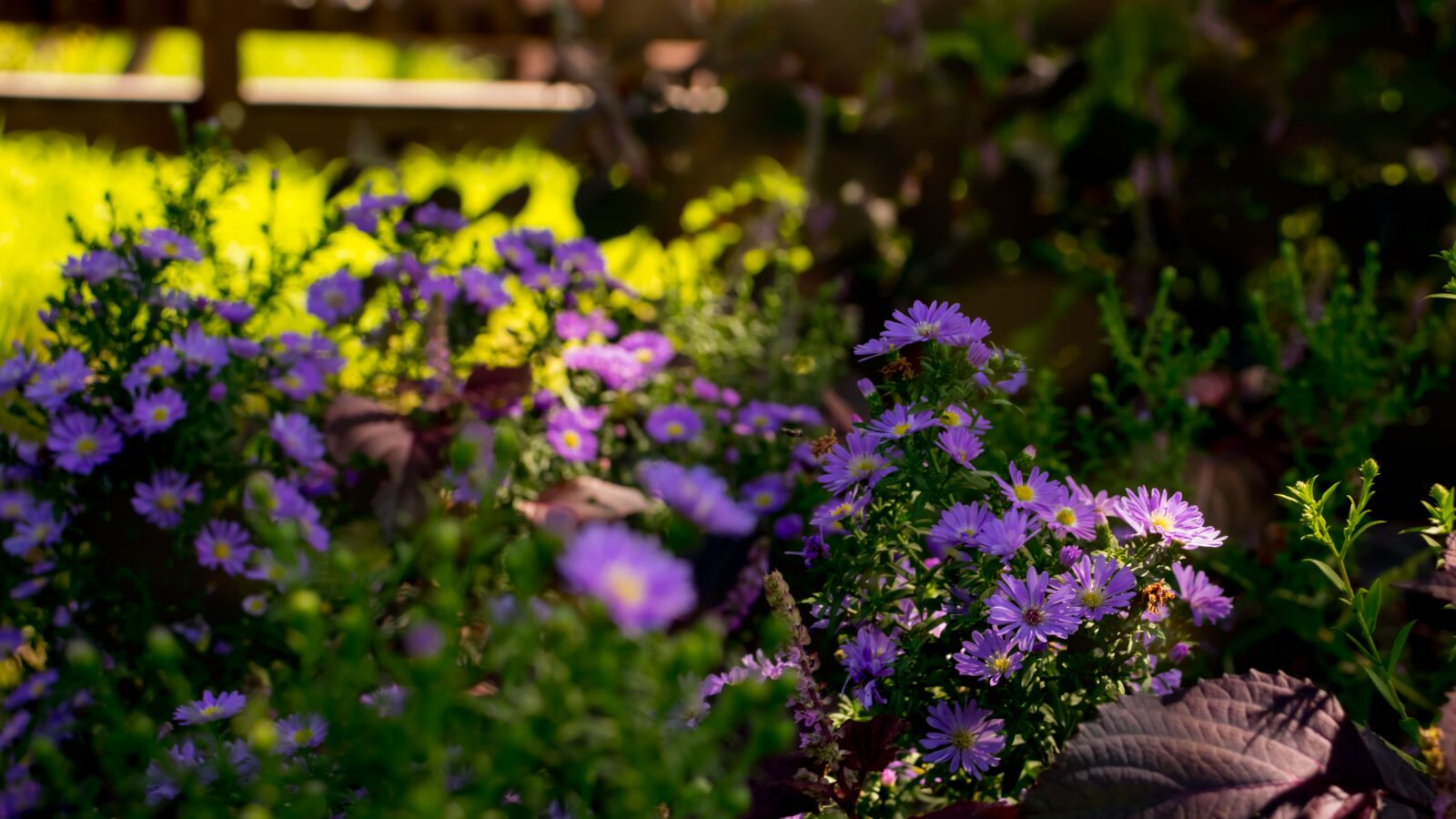 Canon EOS 800D (EOS Rebel T7i / EOS Kiss X9i) sample photo. Flowers, sunshine, herb photography
