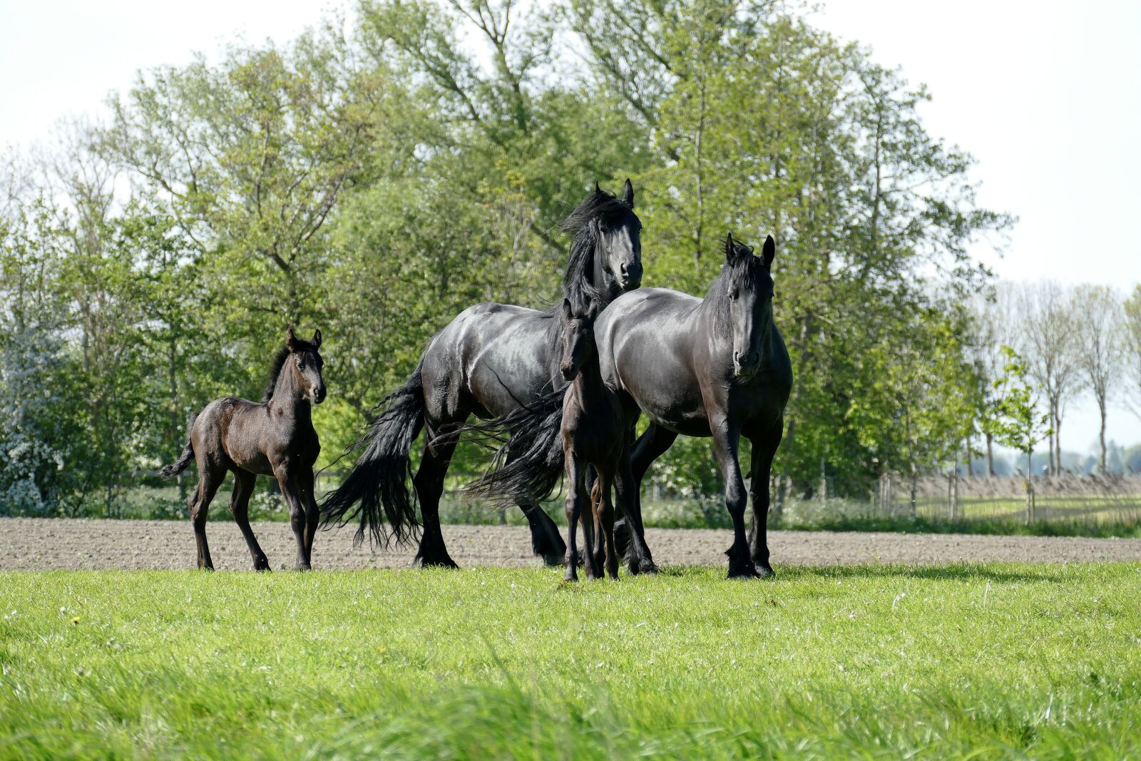 Panasonic Lumix DMC-FZ1000 sample photo. Horse, horses, foal photography