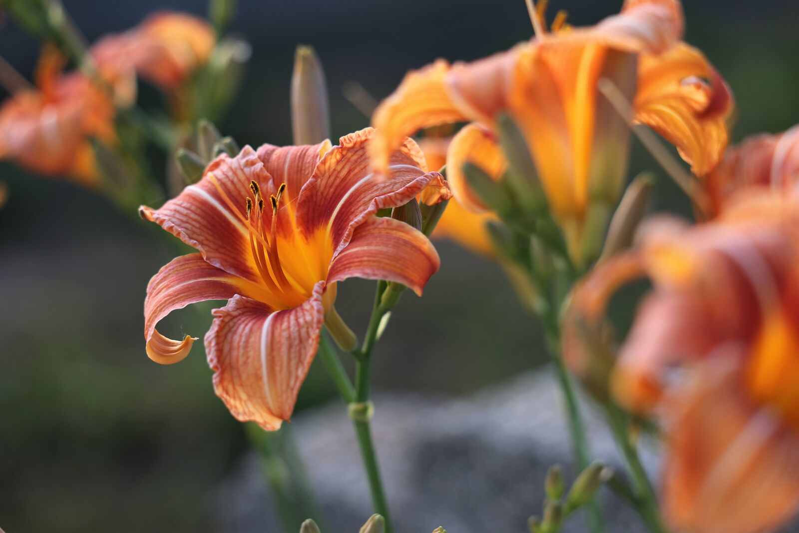Canon EOS 6D + Canon EF 70-300 F4-5.6 IS II USM sample photo. Day lily, wild lily photography