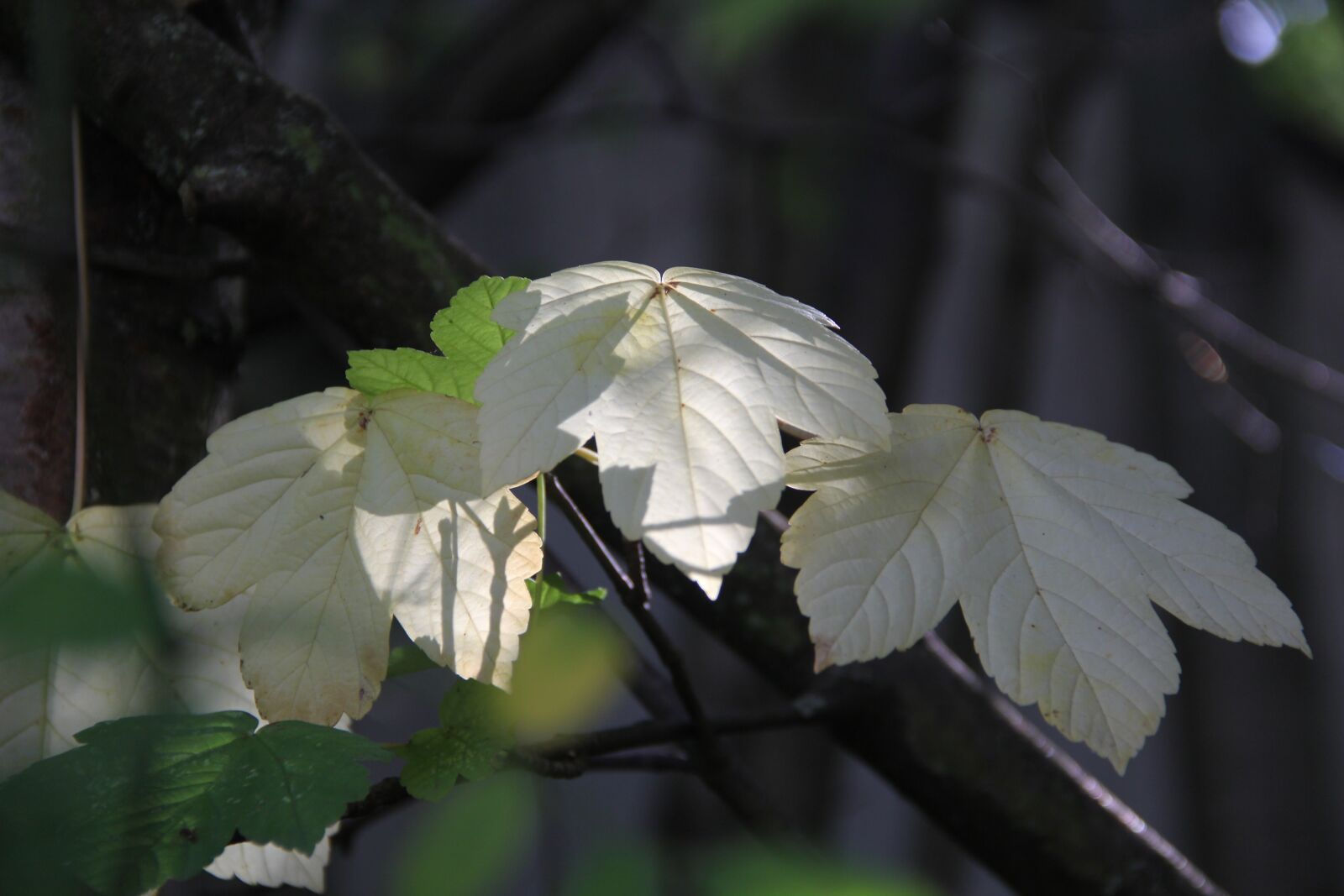 Canon EOS 60D sample photo. Leaves, autumn, sunbeam photography