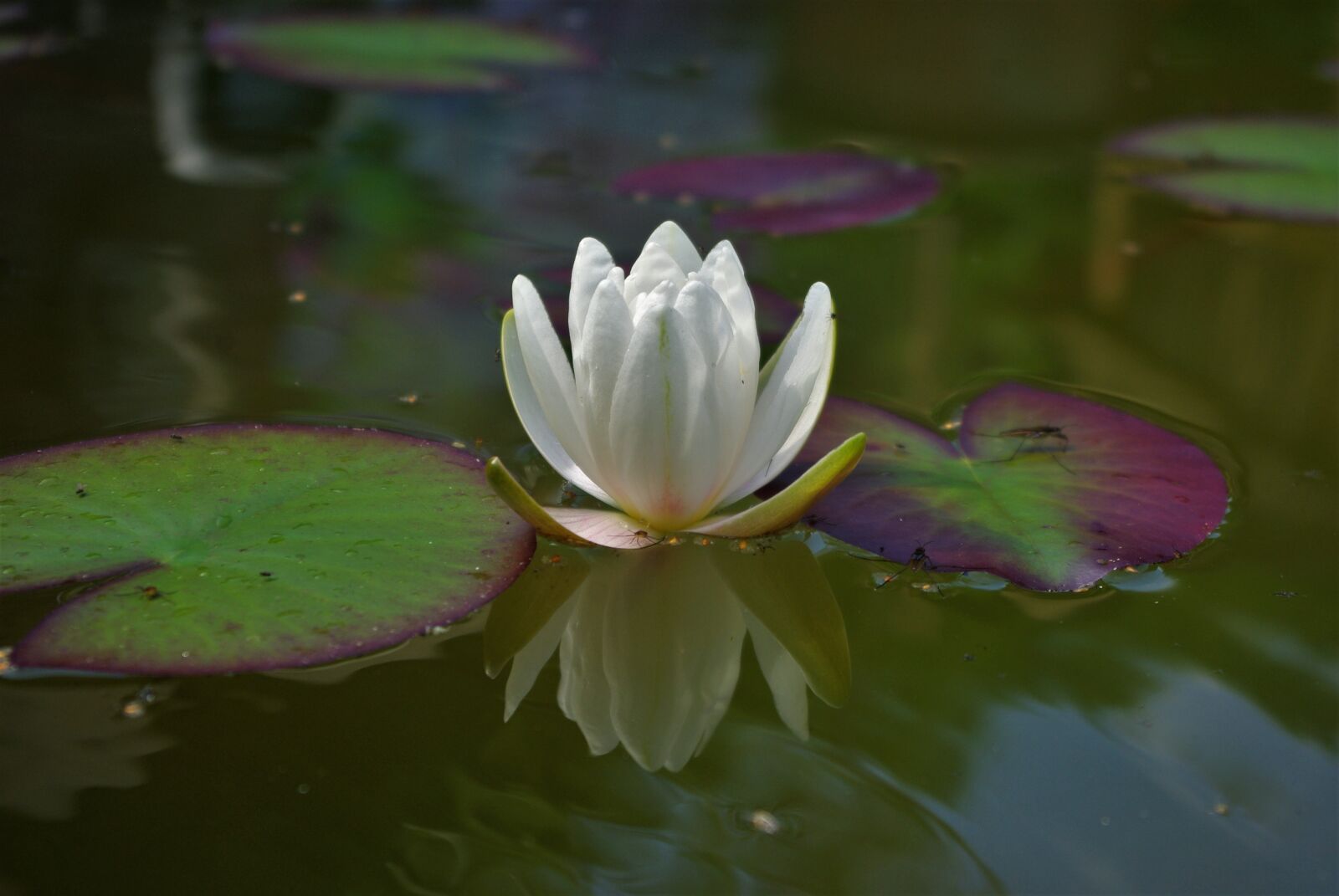 Pentax K-m (K2000) sample photo. Water lily, flower, plant photography