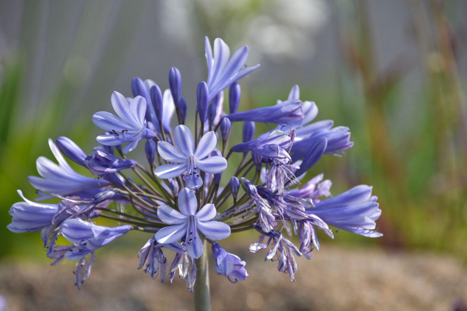 Nikon D5600 sample photo. Flower, agapanthus, blue tuberose photography