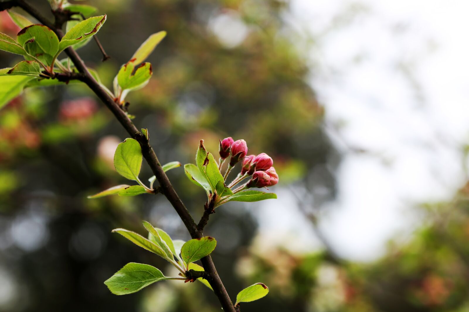 Canon EOS 5D Mark III sample photo. Budding, spring, tree photography