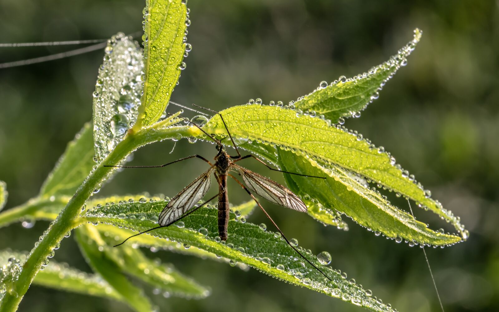 Canon EOS 750D (EOS Rebel T6i / EOS Kiss X8i) sample photo. Schnake, schneider, insect photography