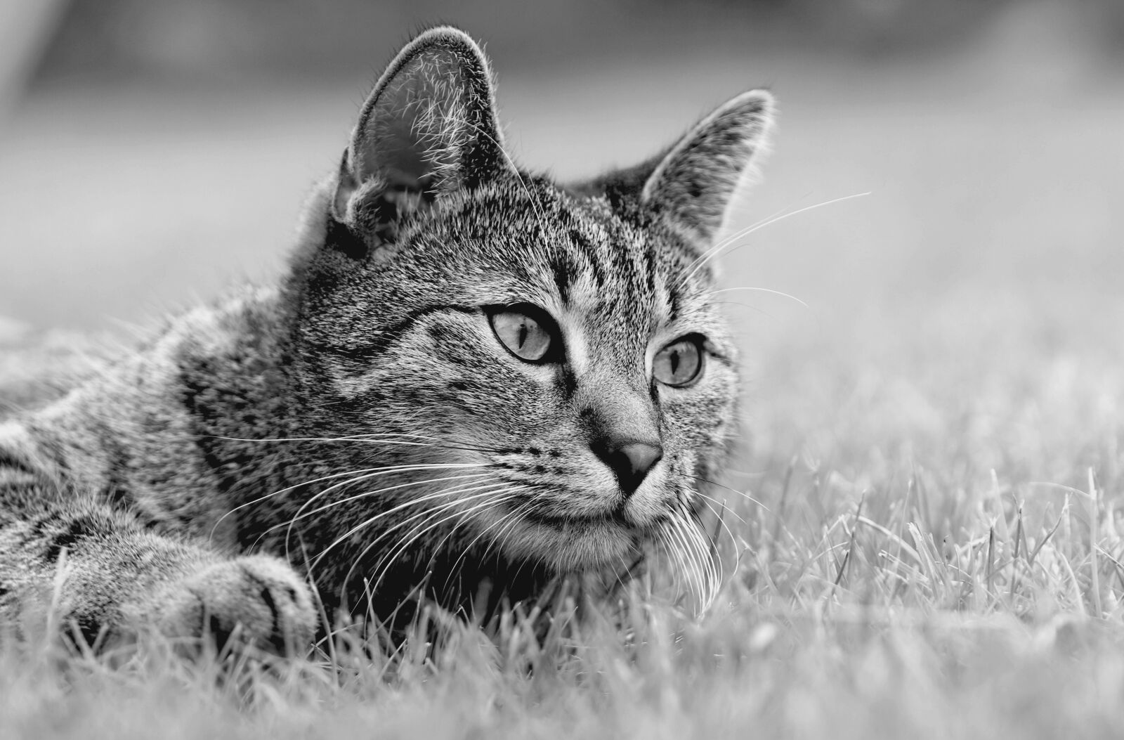 Canon EOS 80D sample photo. Cat, meadow, lies photography