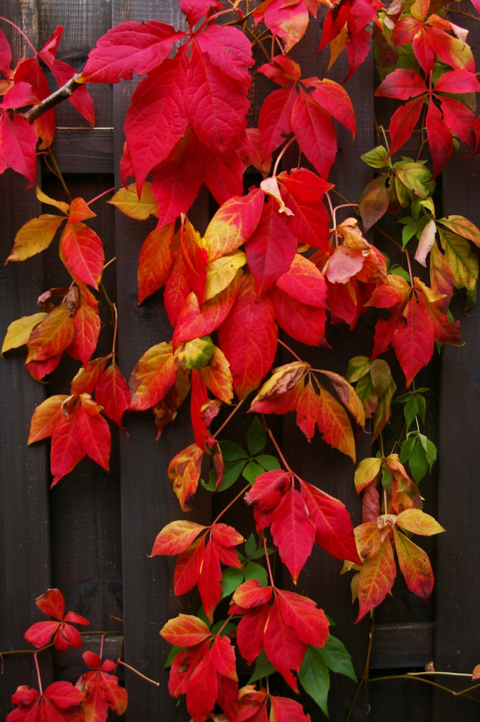 Pentax *ist DL2 sample photo. Autumn, fall foliage, golden photography