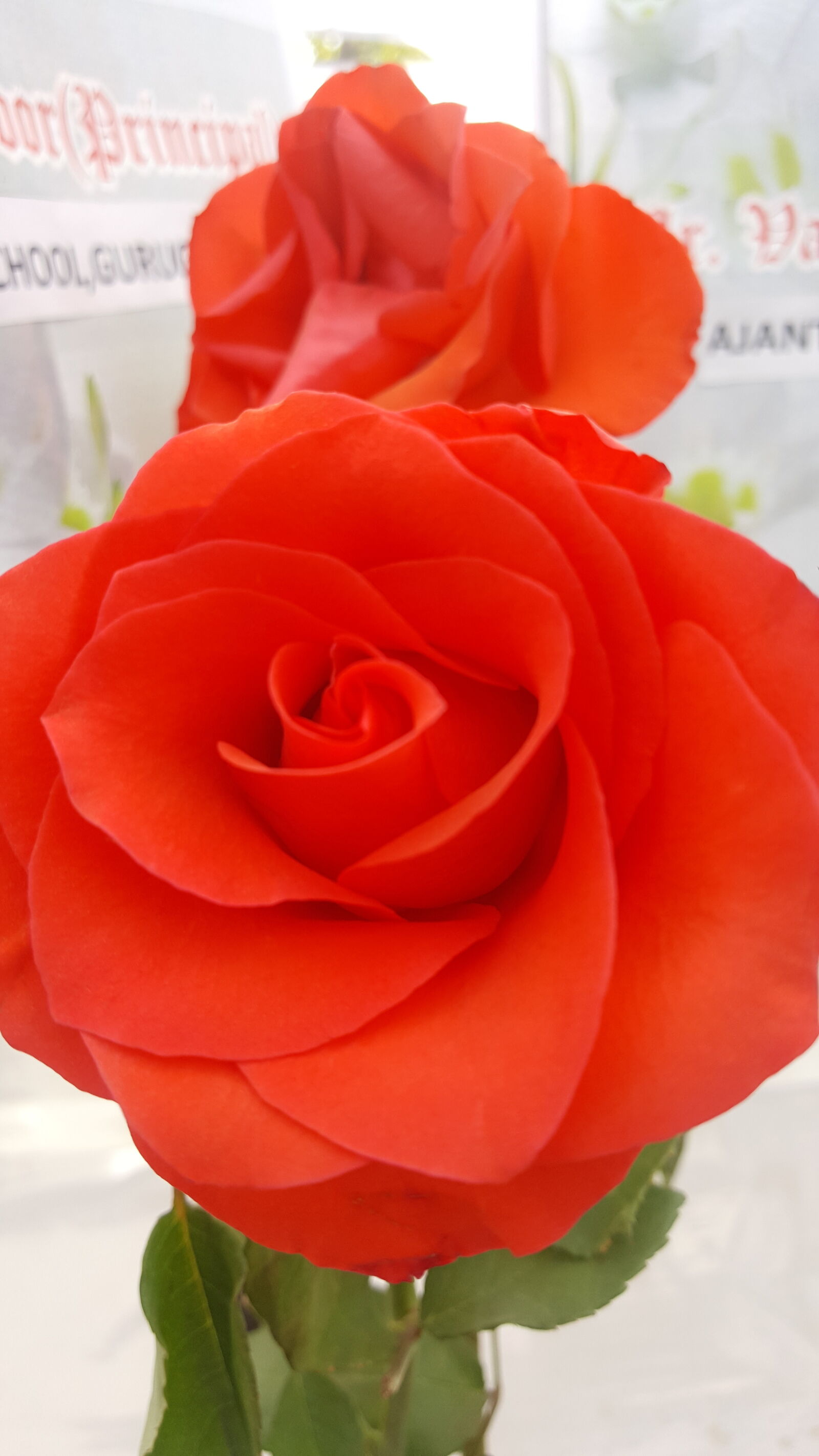 Samsung GALAXY S6 edge sample photo. Beautiful, bloom, blossom, botany photography