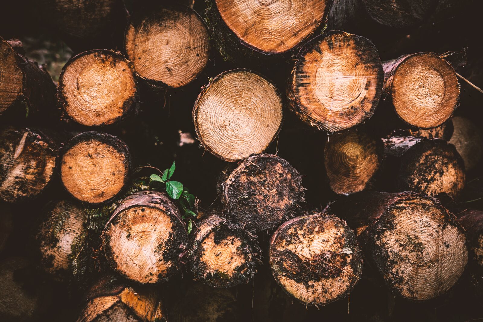 Nikon D5300 sample photo. Wood, log, holzstapel photography
