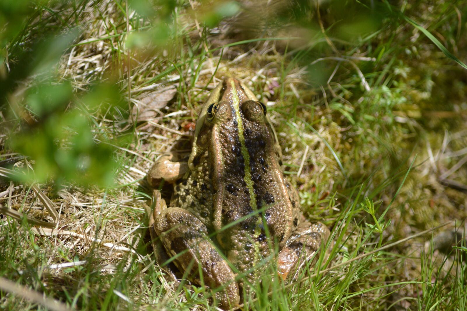 Nikon D3200 sample photo. Frog, animal, nature photography