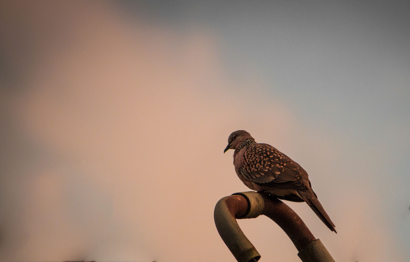 Canon EOS 700D (EOS Rebel T5i / EOS Kiss X7i) sample photo. Birds, dark, sky, pigeon photography