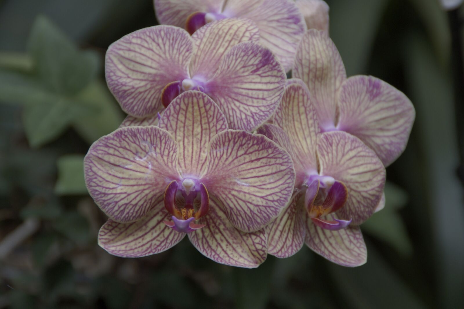 Sony SLT-A58 sample photo. Orchid, orchids exhibition, orchid photography