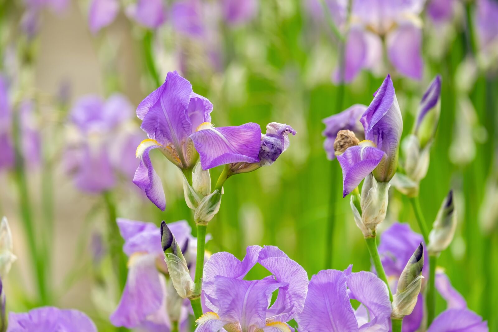 Fujifilm XF 55-200mm F3.5-4.8 R LM OIS sample photo. Iris, iris flower, schwertliliengewaechs photography