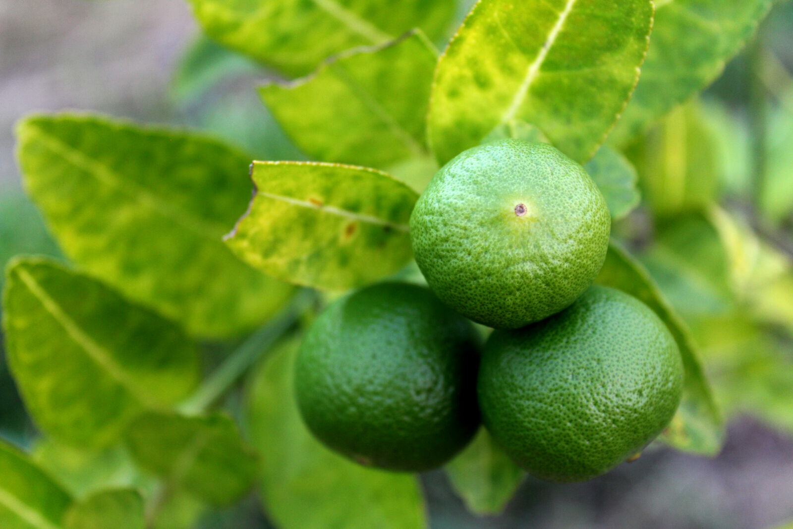 Canon EOS 650D (EOS Rebel T4i / EOS Kiss X6i) sample photo. Blur, citrus, fruit, close photography