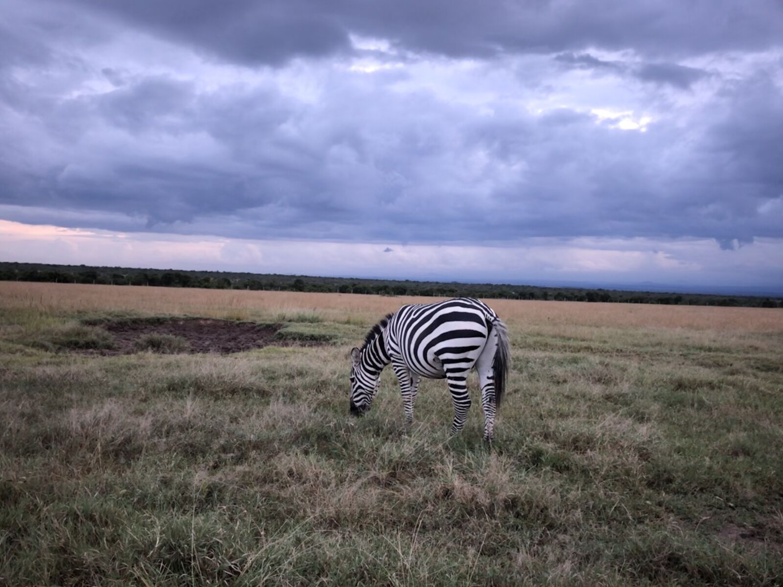 iPhone X back dual camera 4mm f/1.8 sample photo. Zebra, wildlife, safari photography