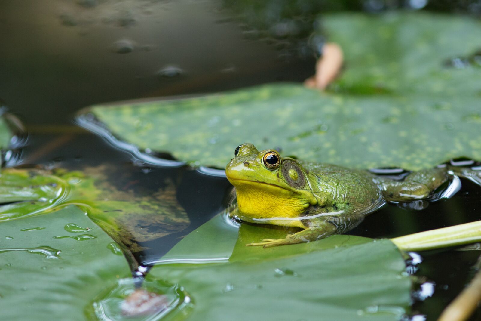 Canon EF 300mm F4L IS USM sample photo. Frog, pond, lake photography