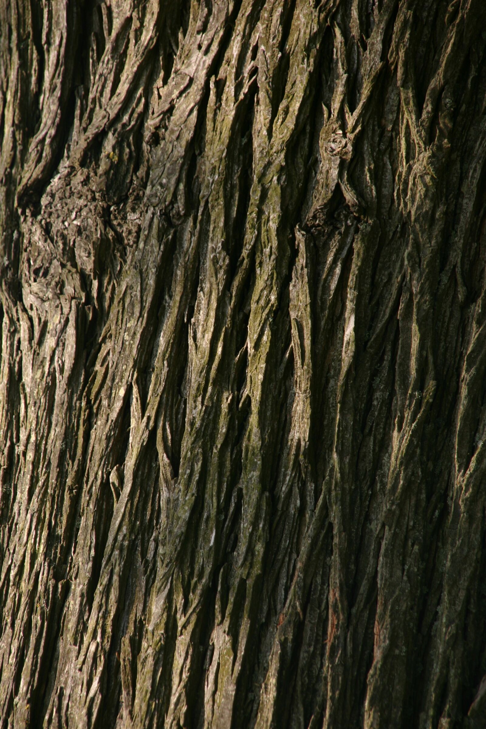 Canon EOS 300D (EOS Digital Rebel / EOS Kiss Digital) sample photo. Background, tree, macro photography