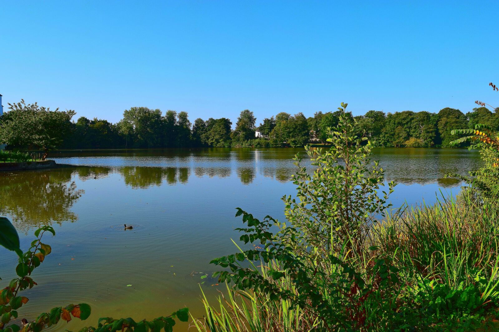 Nikon D5300 sample photo. Nature, lake, trees photography