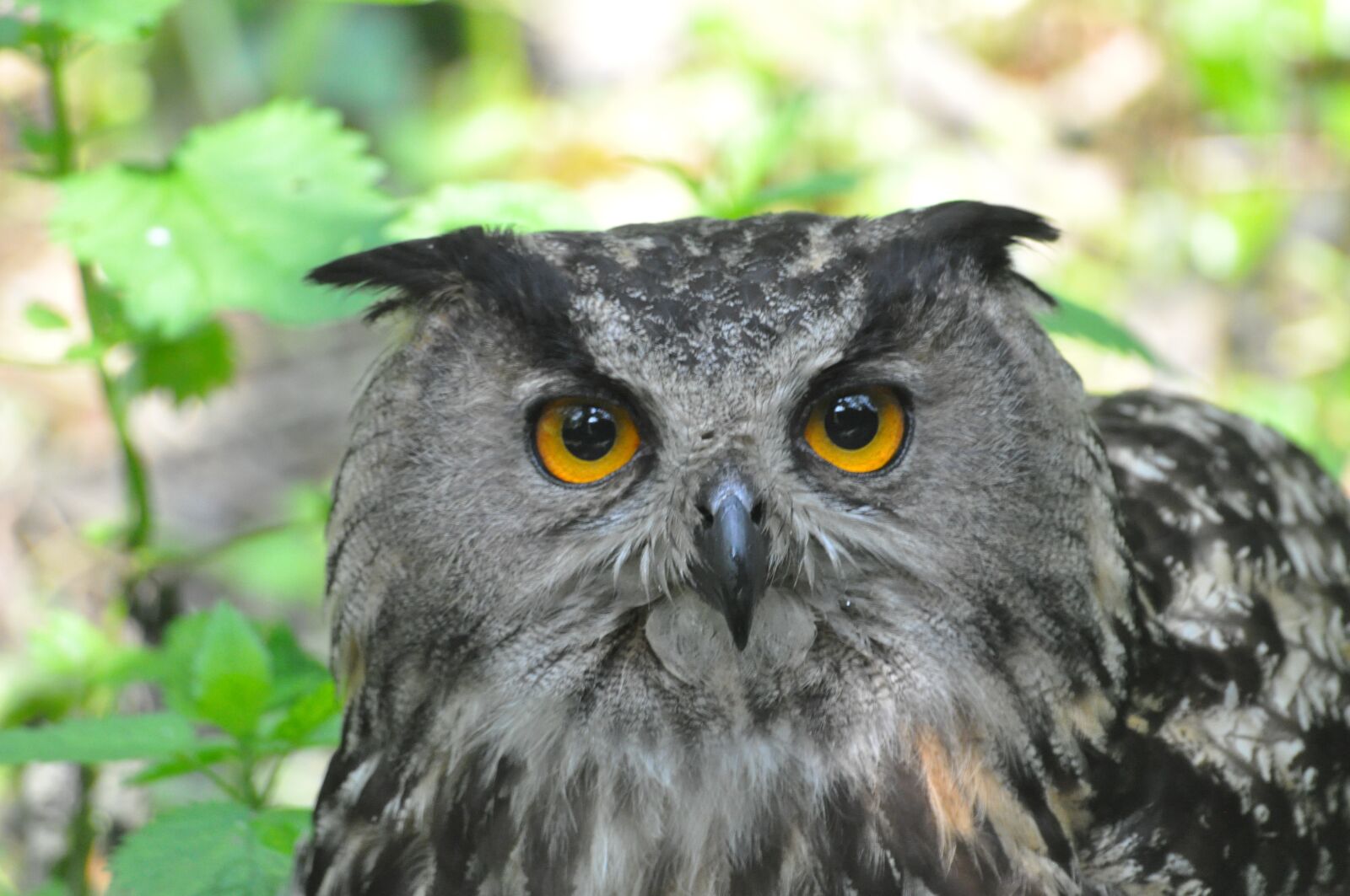 Nikon D90 sample photo. Nature, bird, owl photography