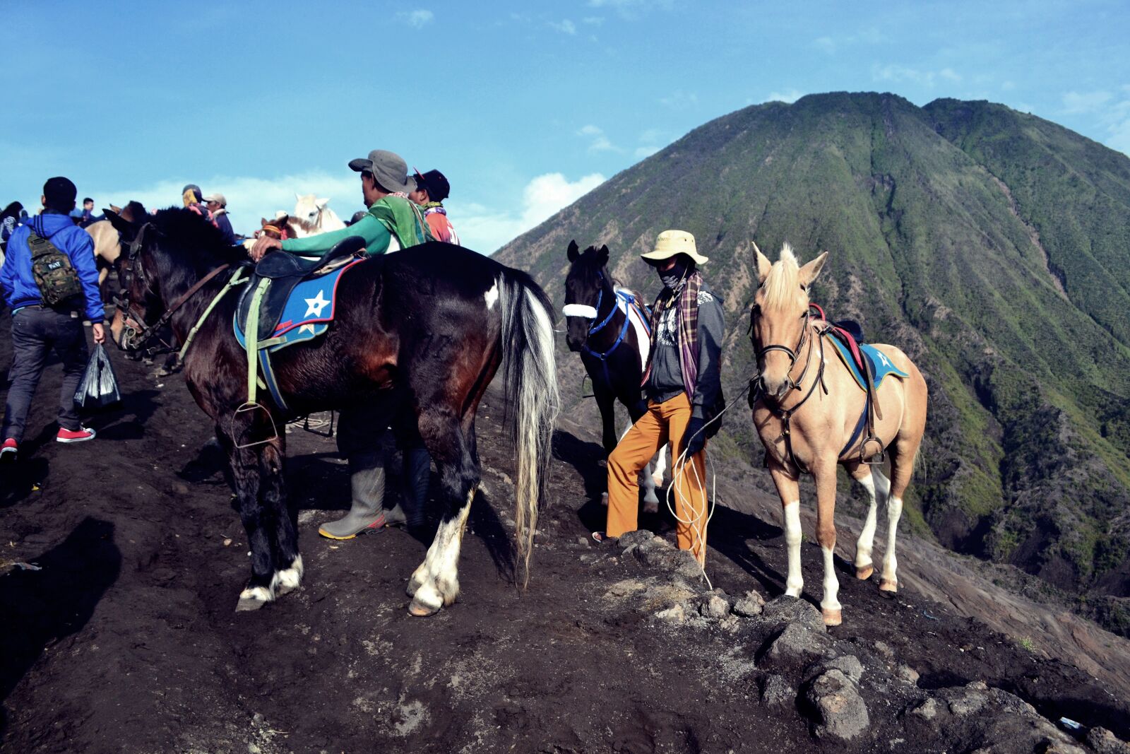 Nikon D3100 sample photo. Horse, animal, landscape photography