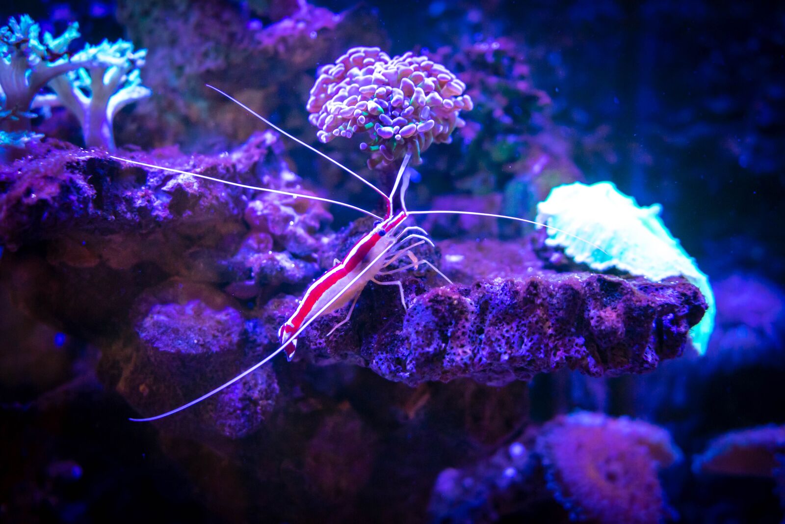 Sony a7 II sample photo. Aquarium, shrimp, coral photography