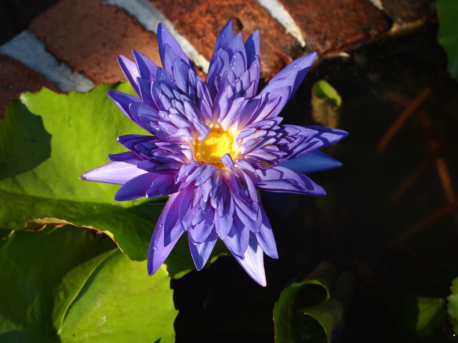Olympus PEN E-PL1 sample photo. Flower, purple, nature photography