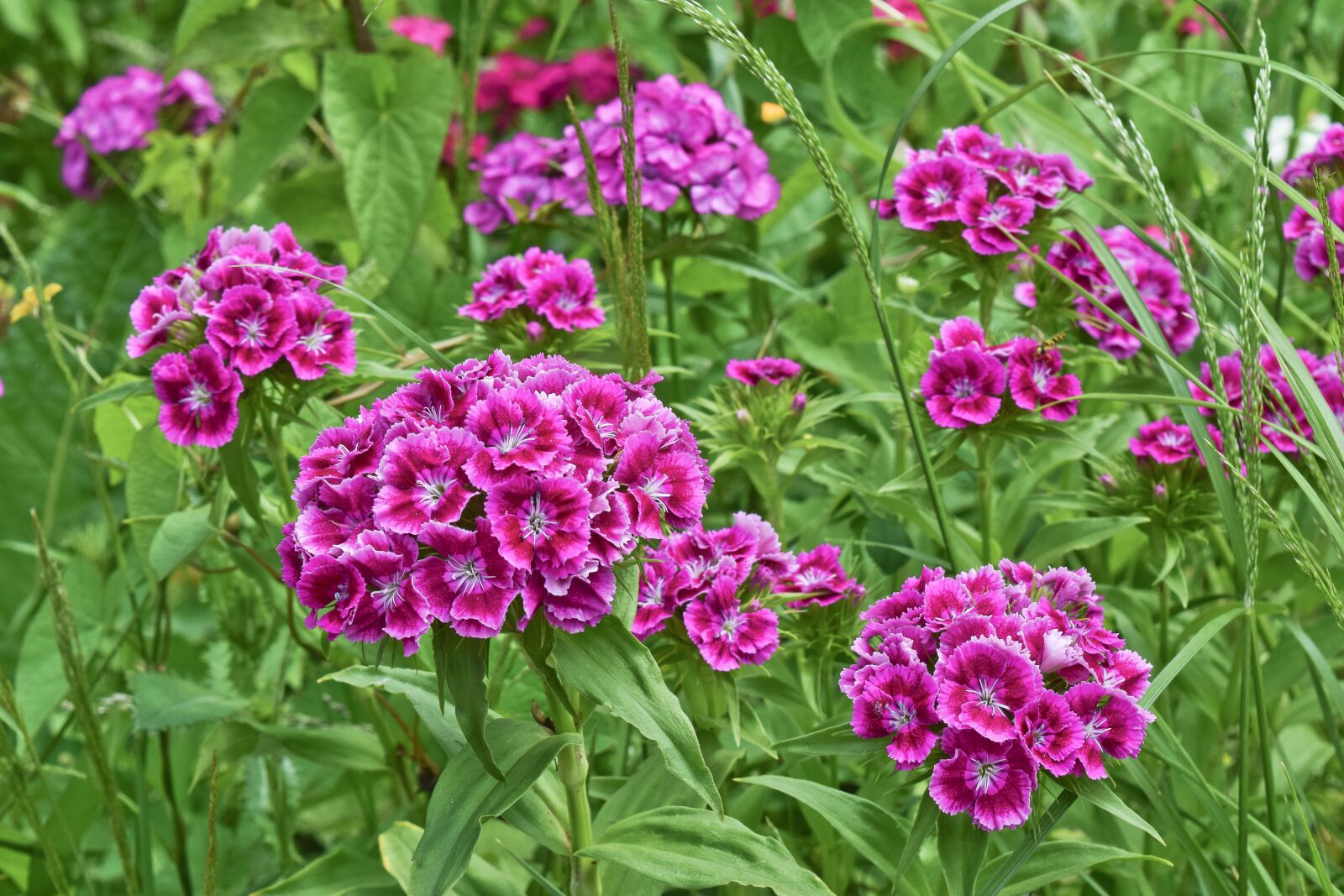 Nikon D3300 sample photo. Flower, sweet william, nature photography