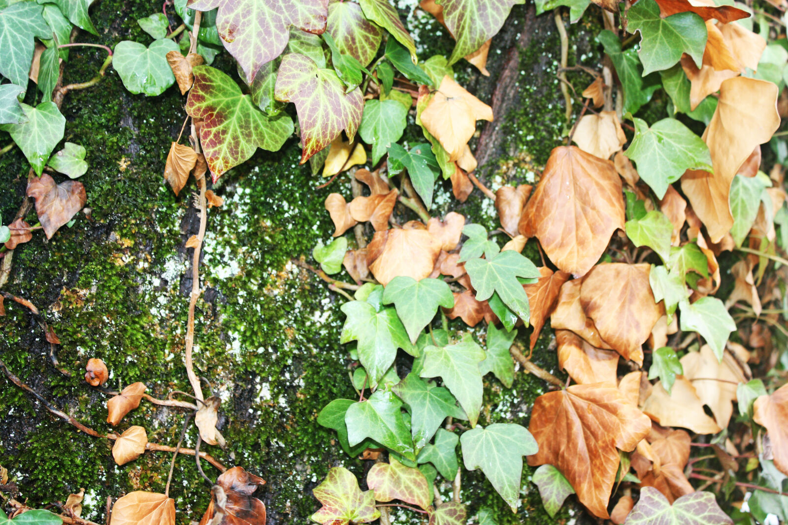 Canon EOS 450D (EOS Rebel XSi / EOS Kiss X2) sample photo. Background, cold, dead, leaves photography
